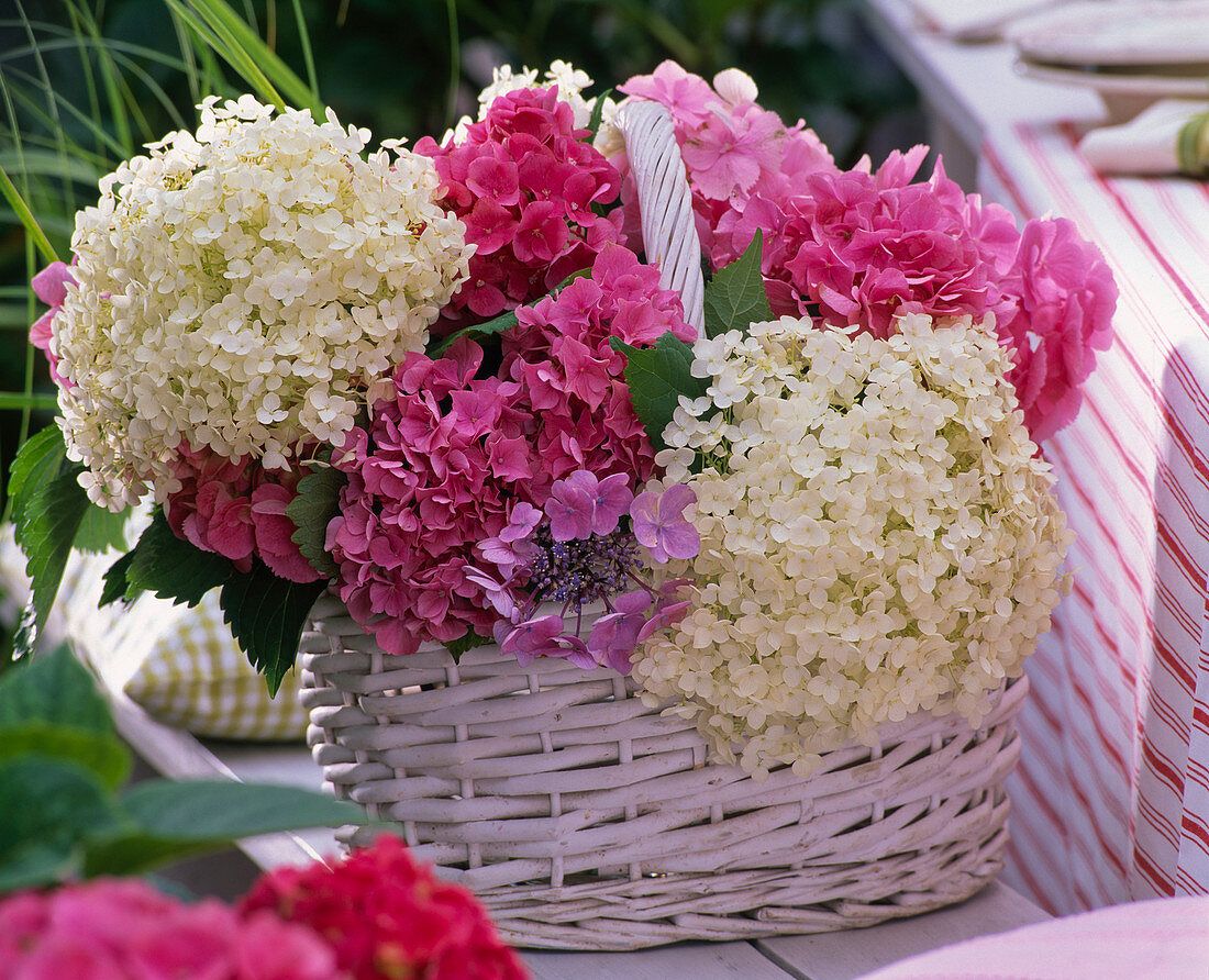Hydrangea (hydrangea) bouquet in white and pink in basket