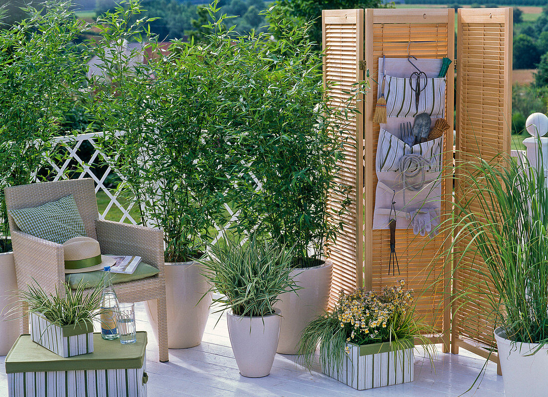 Grass balcony with Phyllostachys 'Bissetii' (bamboo) as privacy screen