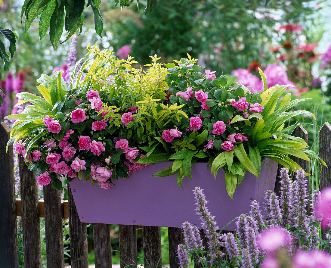 Schattenkasten : Impatiens walleriana (gefüllte Fleissige Lieschen)