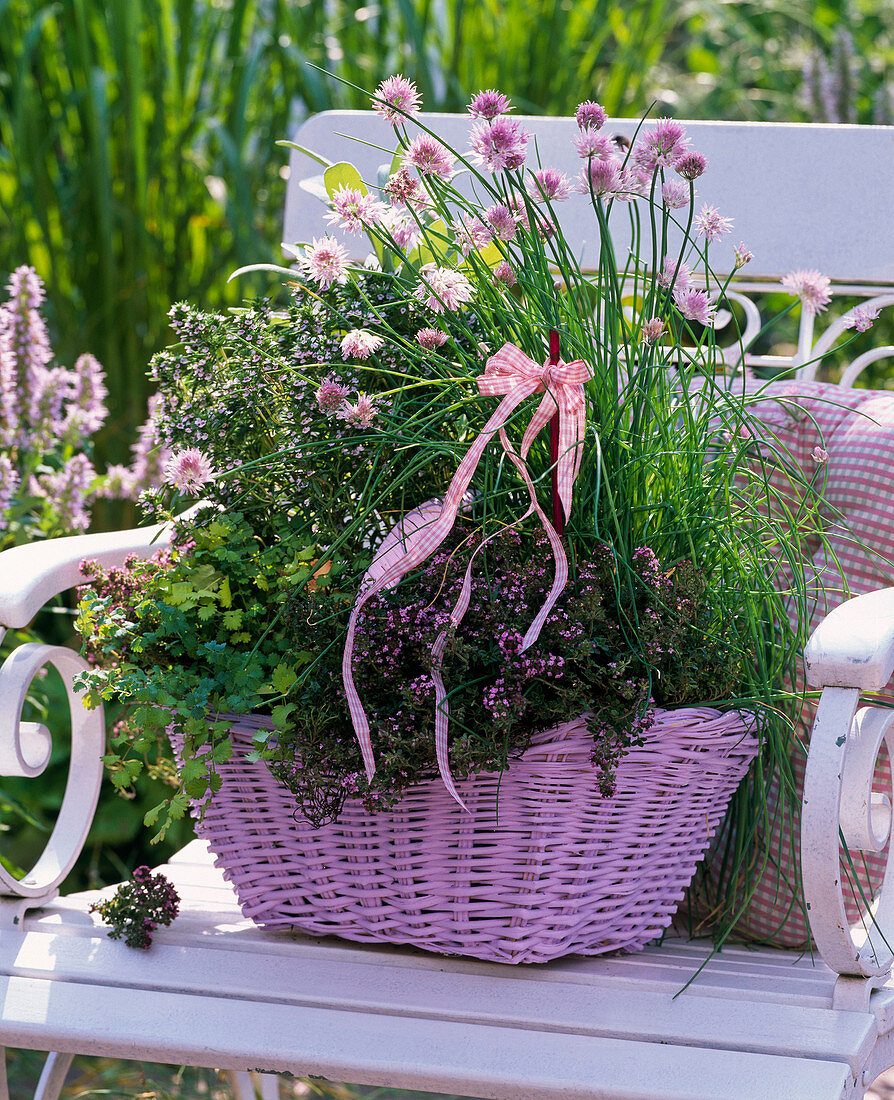 Basket with Herb Allium, Thymus, Satureja