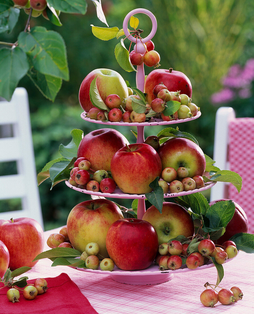 Rosa Etagere mit Malus (Äpfeln und Zieräpfeln)