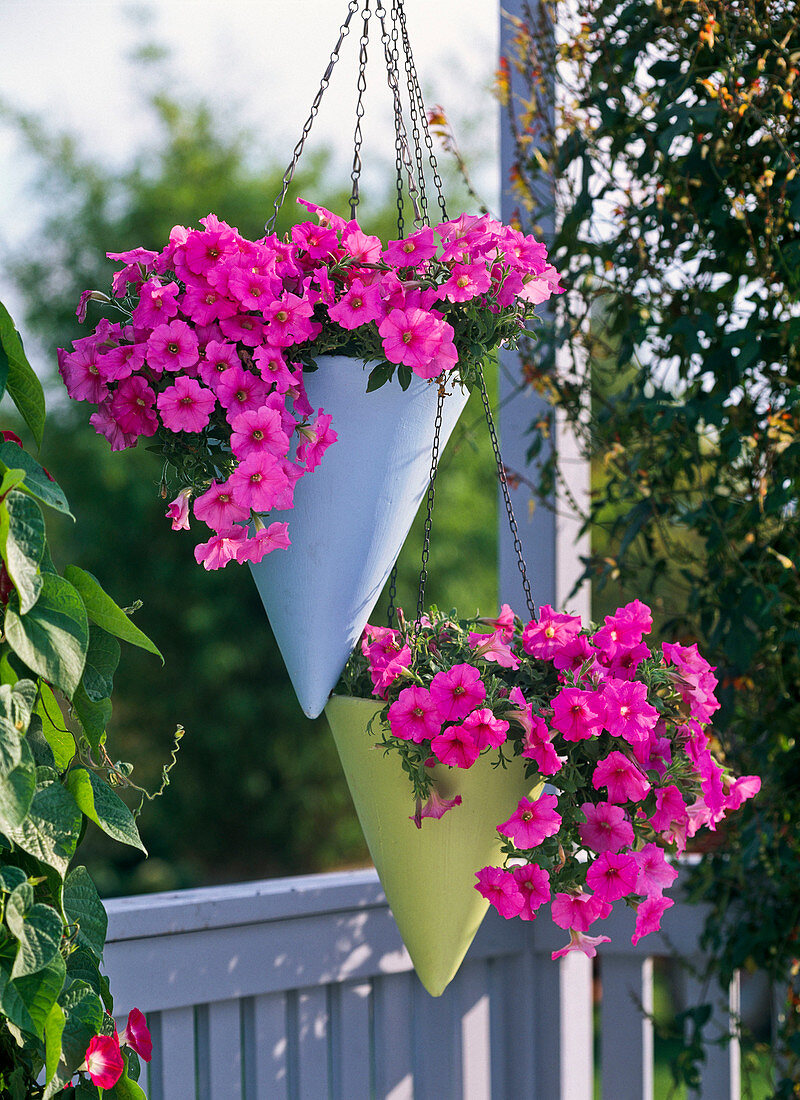 Petunia Sylvana 'Neopink' (Petunien) in Ampeltöpfen