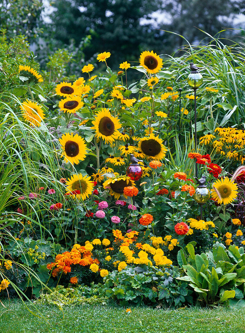 Gelb - oranges Sommerblumenbeet mit Helianthus (Sonnenblumen)