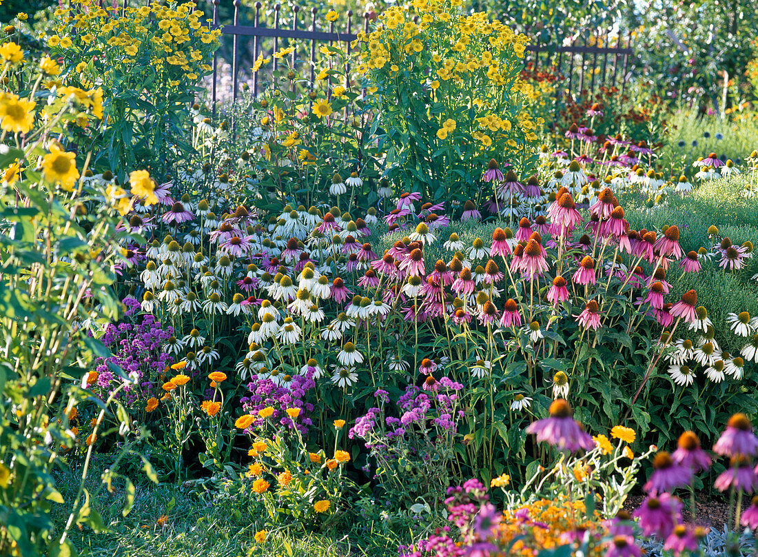 Echinacea purpurea (Red and White Coneflower), Helenium