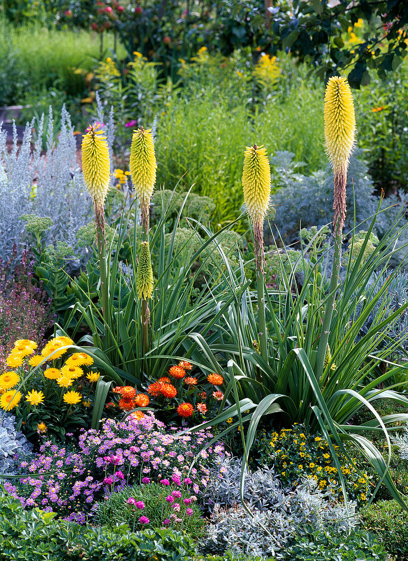 Kniphofia citrina (yellow torch lily) in bed with helichrysum