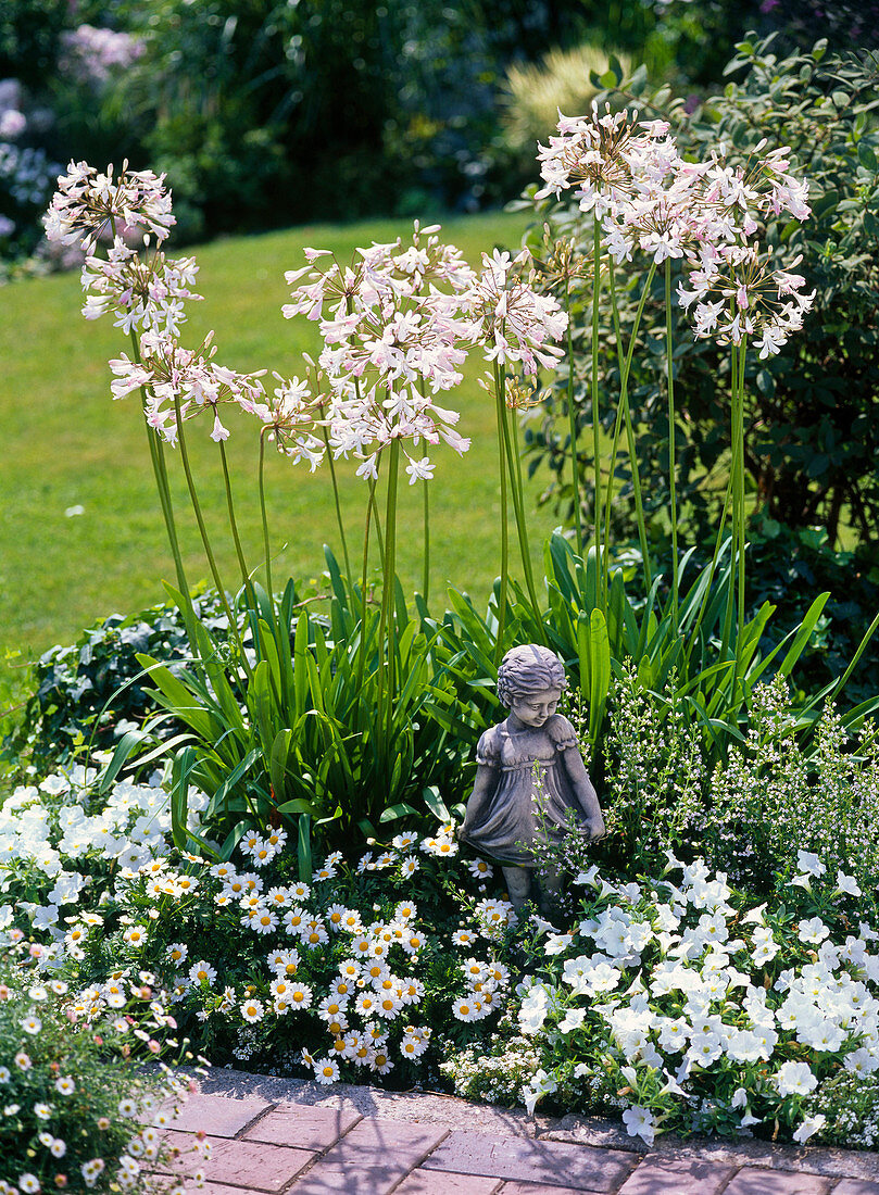 White bed with Agapanthus (African lilies), Petunia