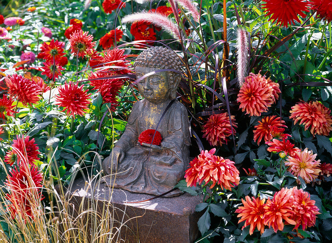 Buddha -Figur zwischen Dahlia (Dahlien), Pennisetum 'Rubrum'