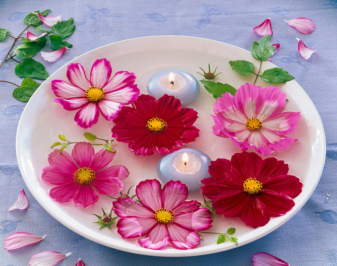 Cosmos flowers and floating candles in bowl with water