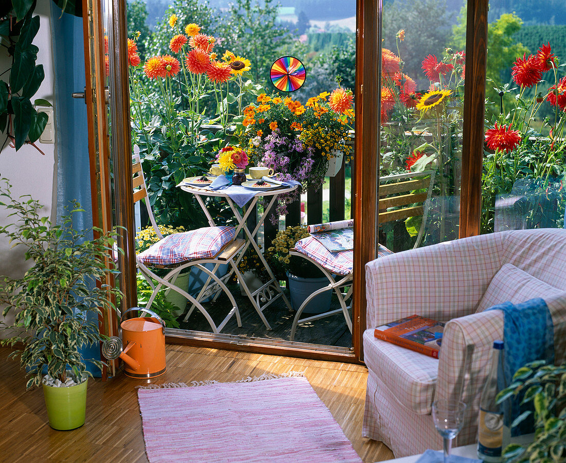Mini-balcony with dahlia, tagetes (Marigold)