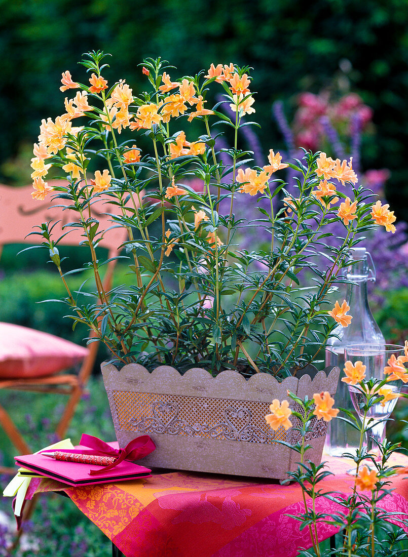 Mimulus aurantiacus 'Orange' (Strauchige Gauklerblume)