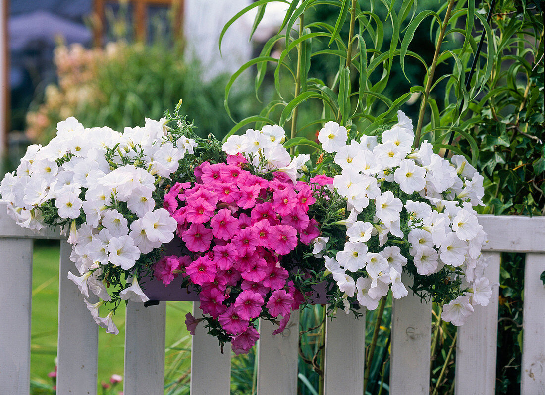 Petunia Sylvana 'Neopink', 'White Improved' (Petunia)