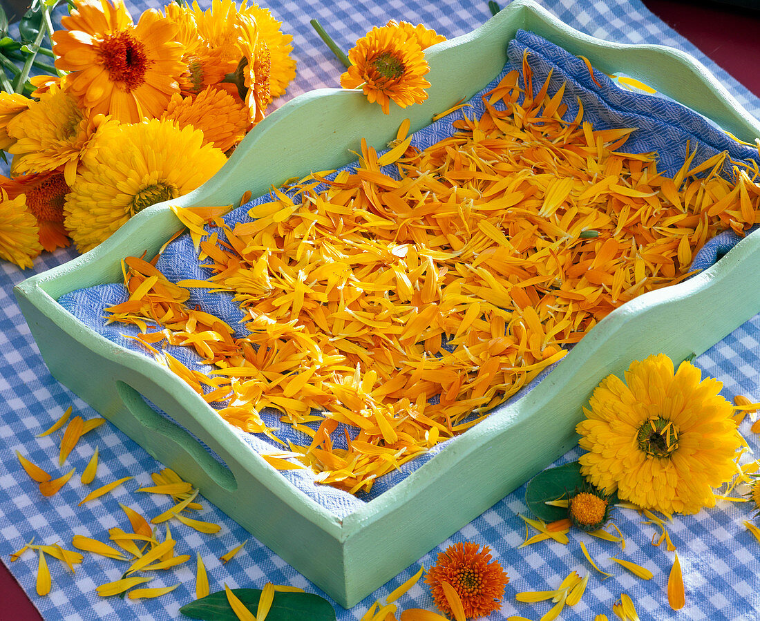 Blütenblätter von Calendula (Ringelblumen) zum Trocknen auf Tuch in Tablett