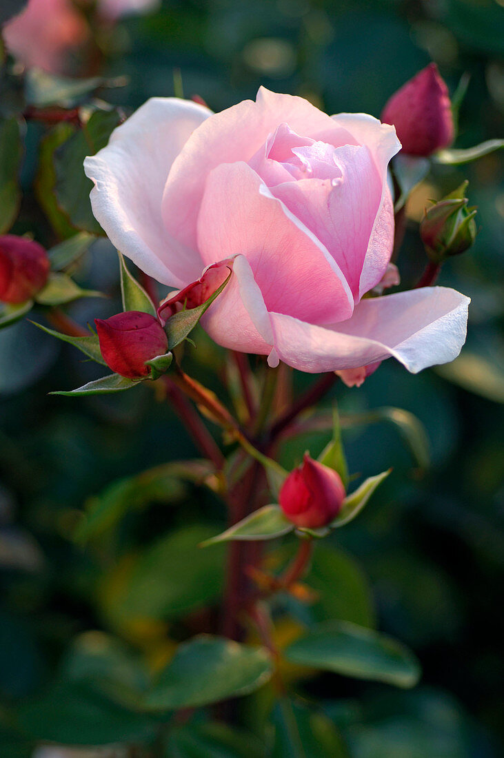 Pink 'La Nina' (Edelrose) from Meilland