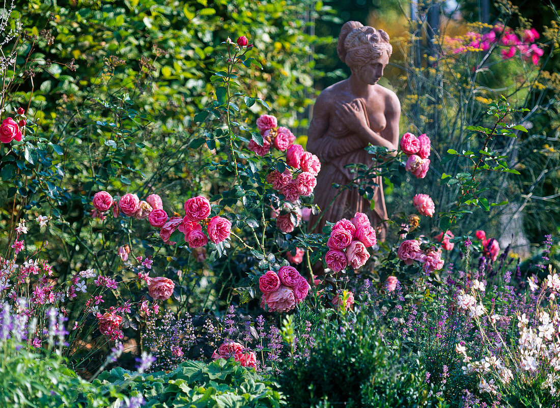 Pink 'Leonardo Da Vinci' (Nostalgic Rose), often flowering