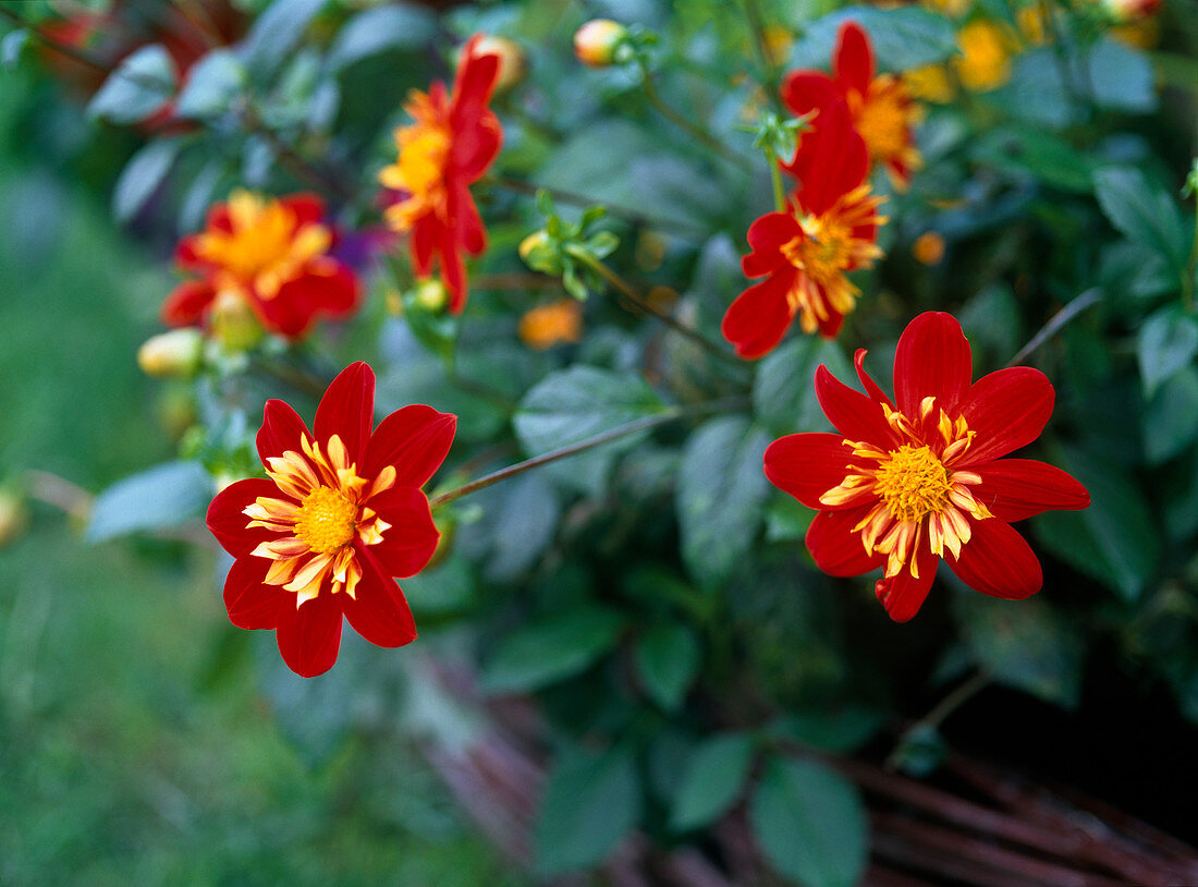 Dahlia 'Pooh' (Cervical Dahlia), red flower with yellow frill