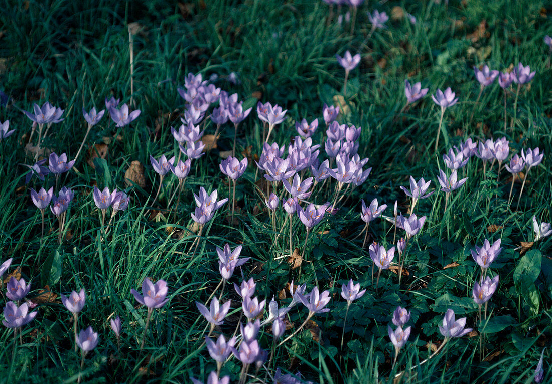 Crocus tommasianus auf der Wiese