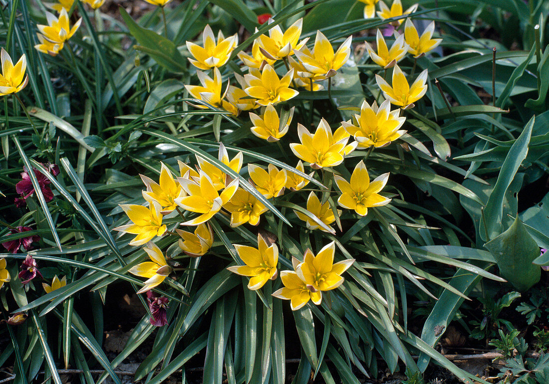 Tulipa tarda (WILDTULPEN)