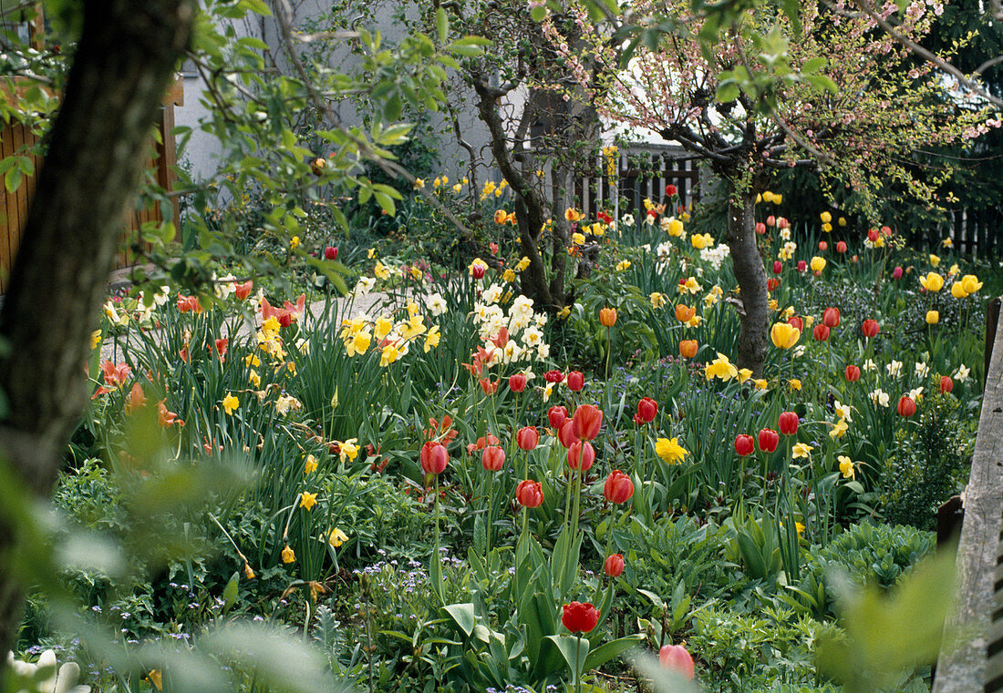 Frühlingsbeet mit Tulipa (Tulpen) und Narcissus (Narzissen)