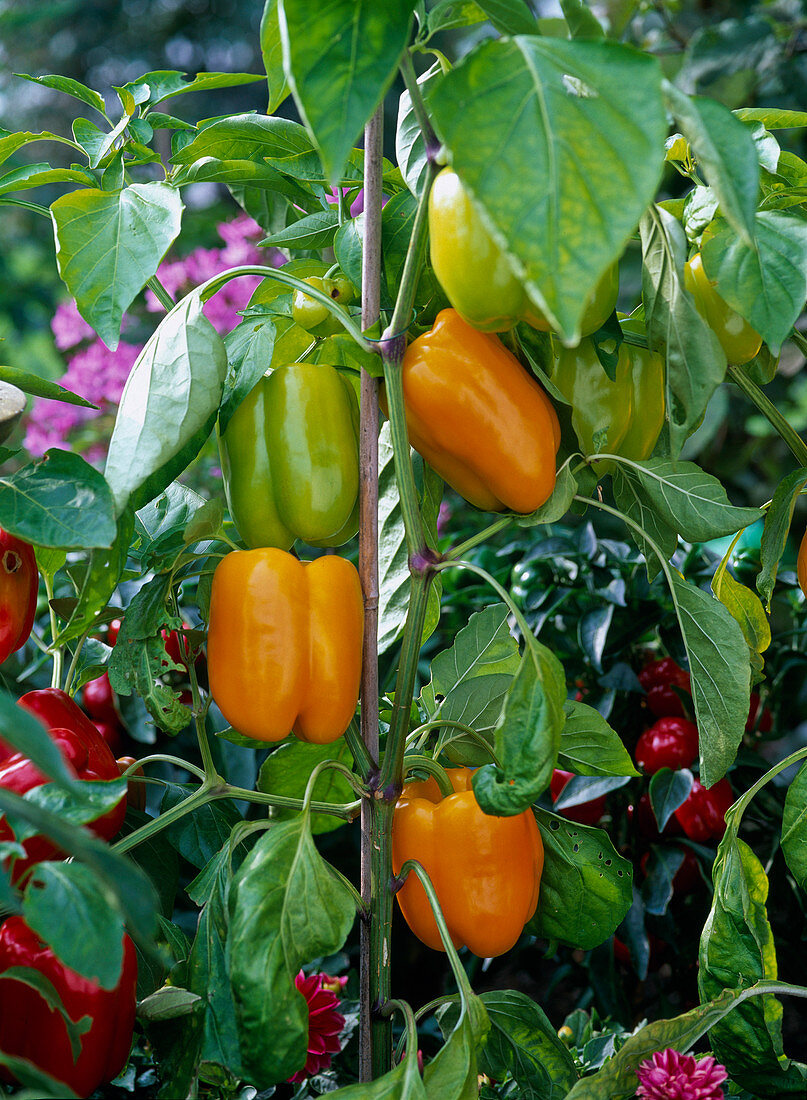 Capsicum 'Multi' F1 (Paprika) with yellow fruits