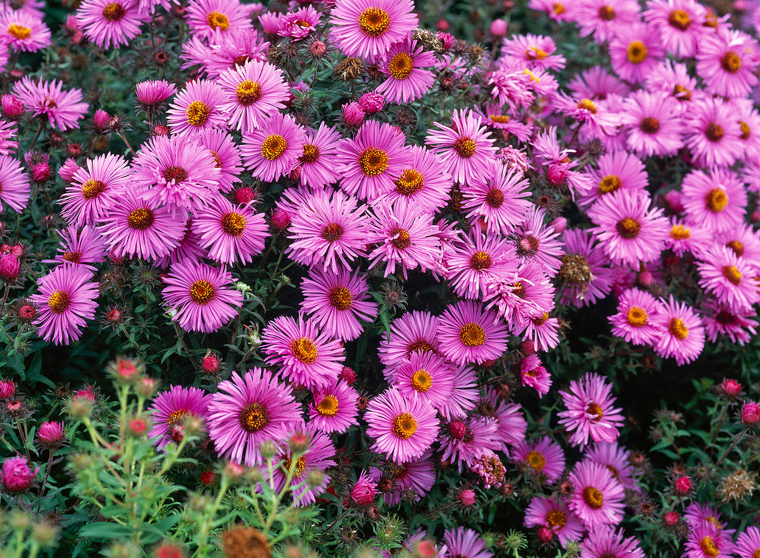 Aster novae-angliae 'Barr's pink' (Rough leaf aster)