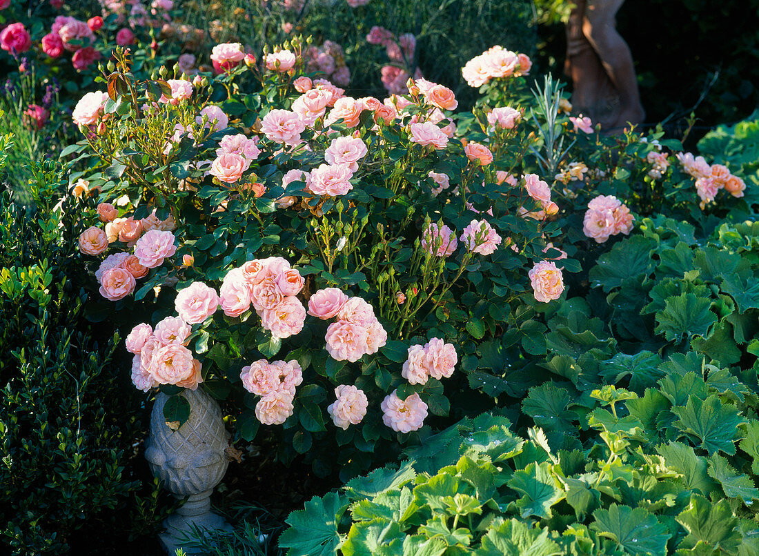 Rosa 'Banquet' (Beetrose), öfterblühend, Alchemilla