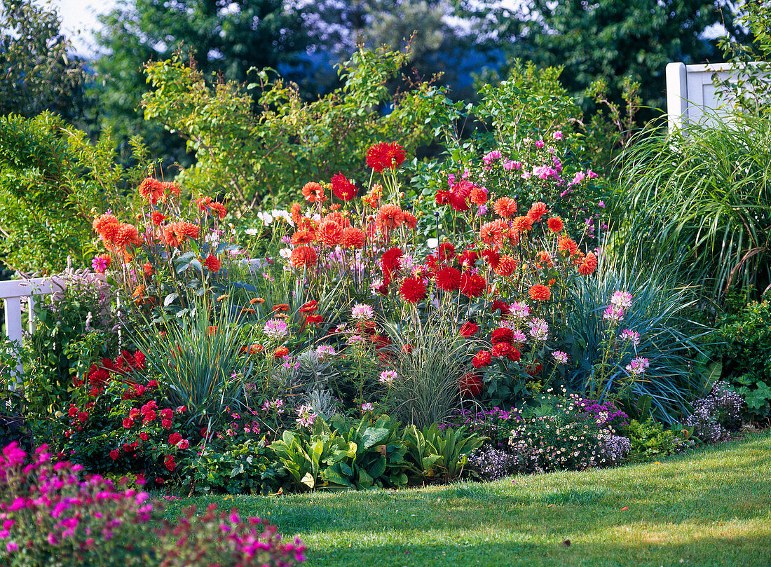 Sommerblumenbeet mit Dahlia 'Renato Tozio' 'Jackpot' (Dahlien), Cleome