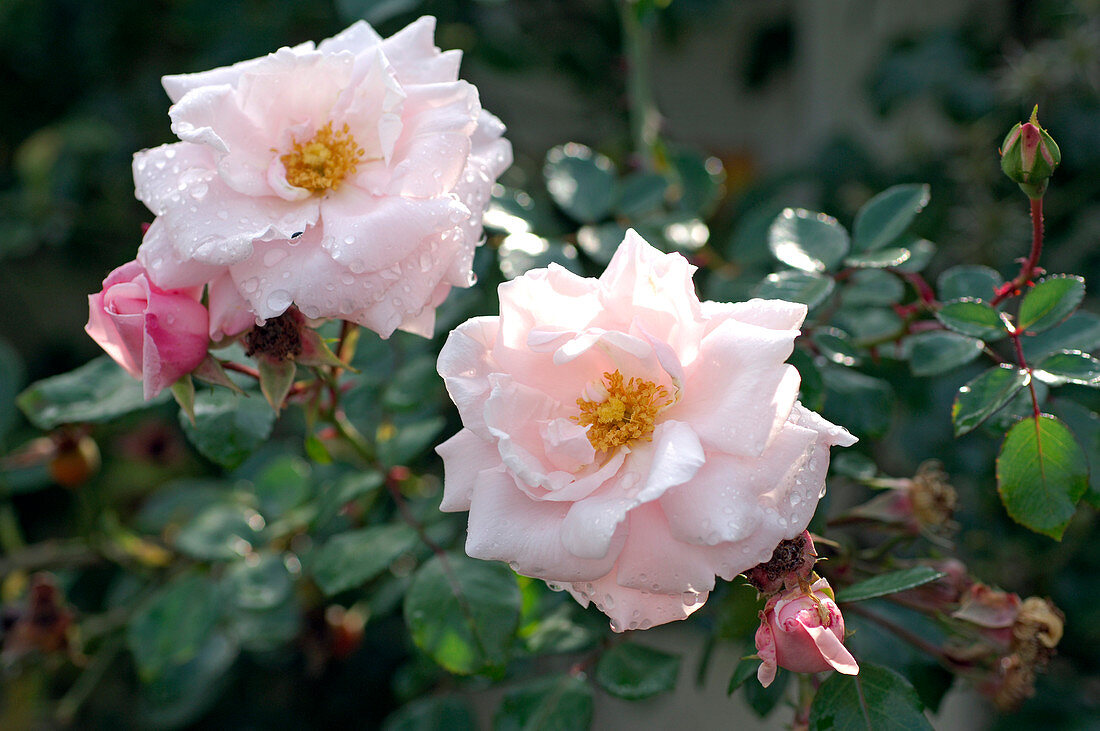 Rosa 'New Dawn' (Kletterrose), öfterblühend, leichter Apfelduft, gesund und zu