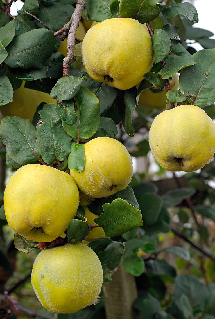 Cydonia 'Konstantinopler' (Apfelquitten)