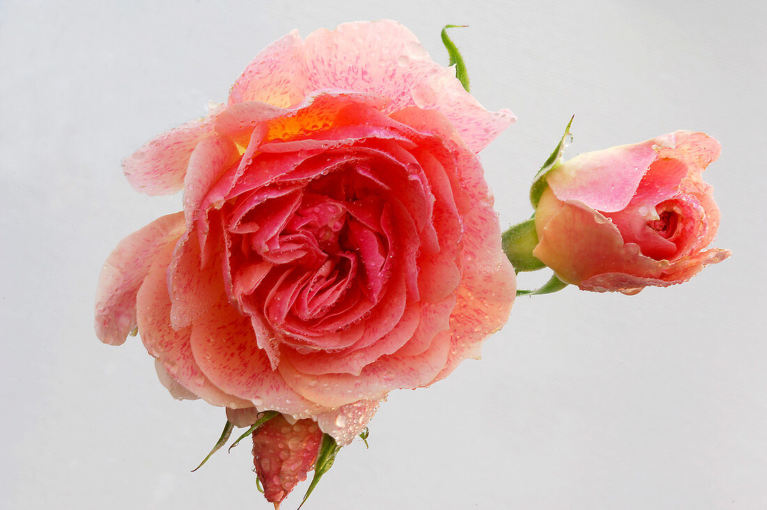 Rosa 'Kir Royal' (Kletterrose), öfterblühend, zarter Duft
