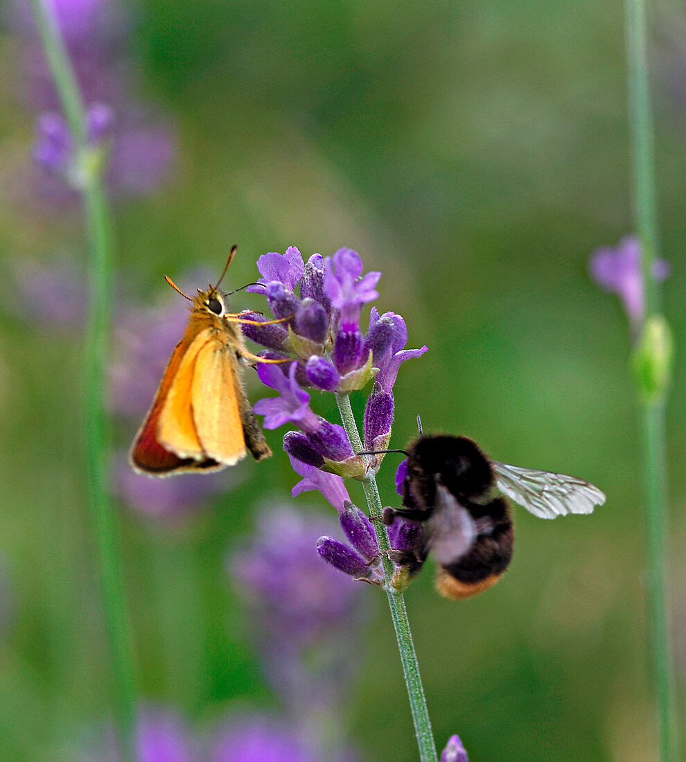Lavandula (lavender) with butterfly and bumblebee