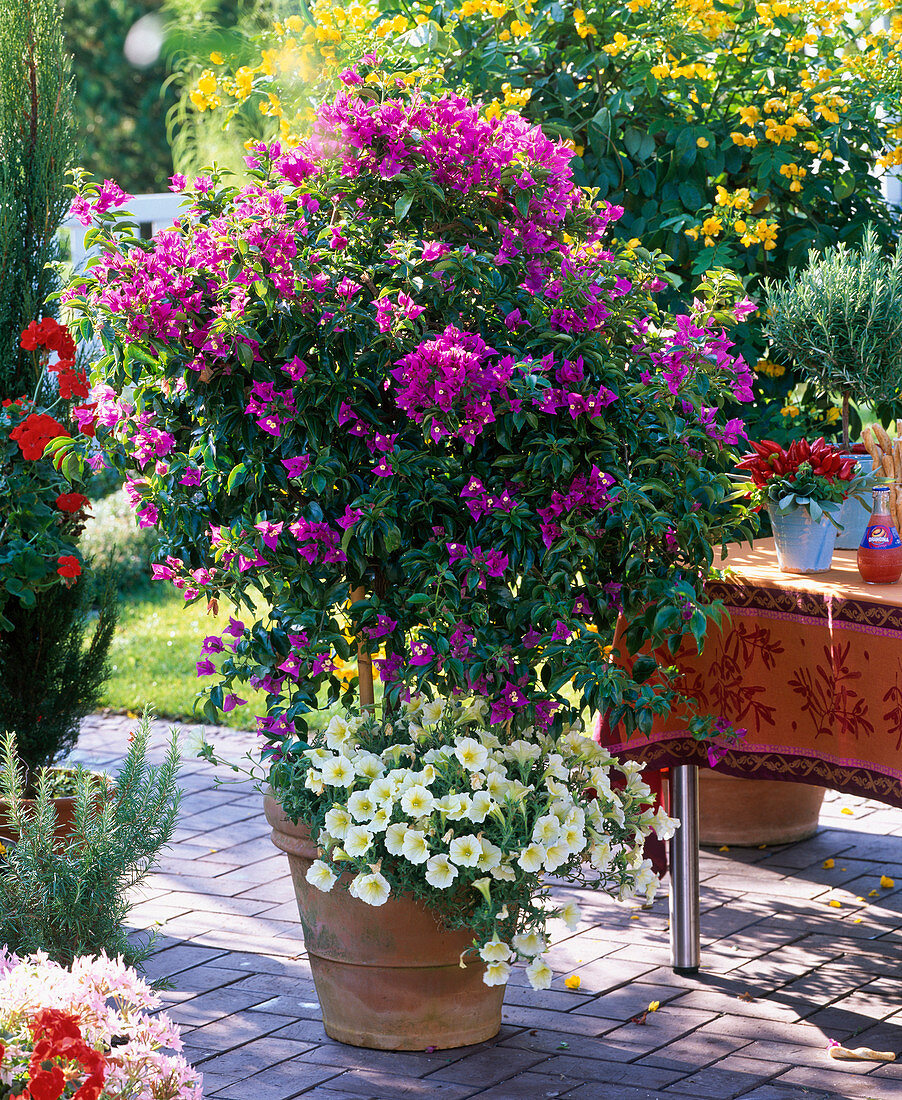 Bougainvillea unterpflanzt mit Petunia (Petunie)