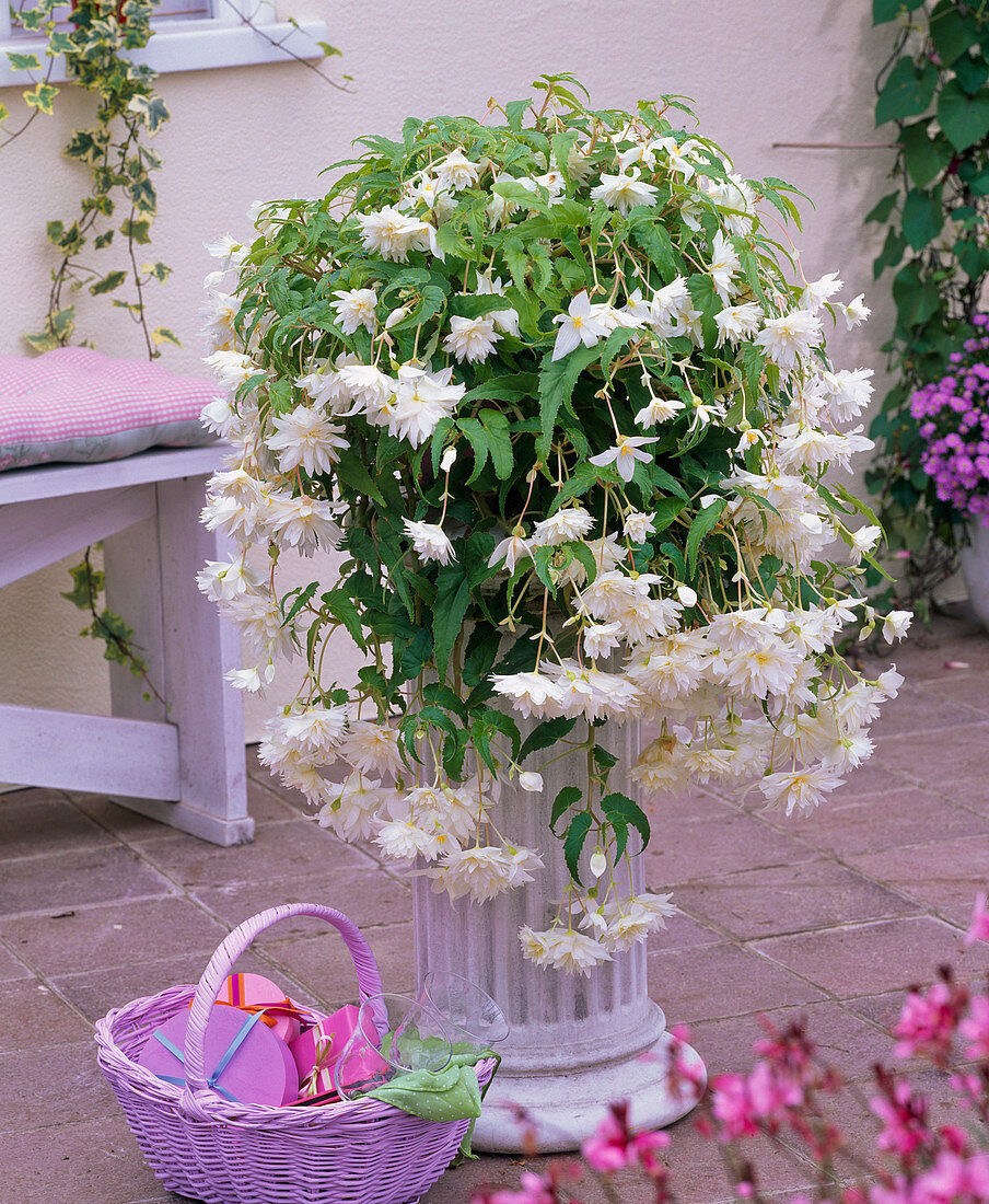 Begonia 'Illumination' (Girlandenbegonie), weißblühend