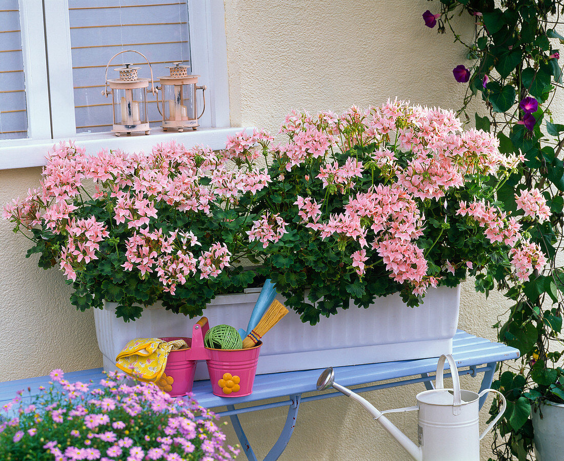 Pelargonium Summer Twist 'Rose' (Stellargeranien)