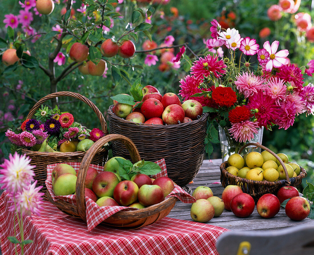 Körbe mit Malus (Äpfeln), Pyrus (Birnen), Zinnia (Zinnien), Dahlia