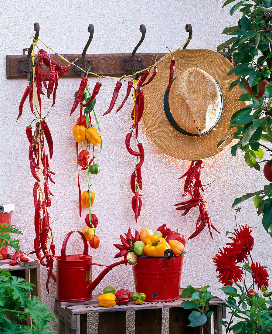 Capsicum (Paprika, Chili und Peperoni) zum Trocknen an Garderobe gehängt