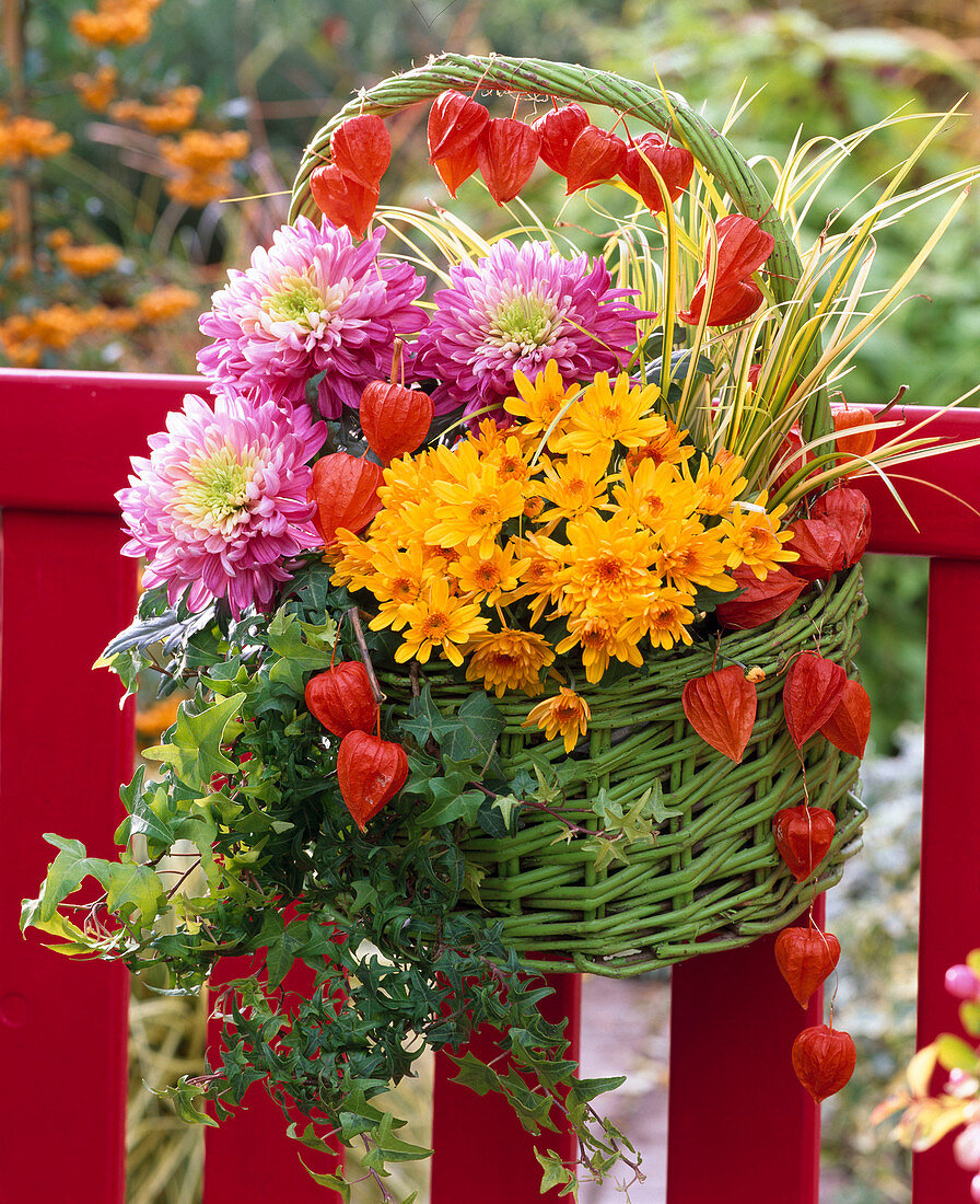 Green handle basket with chrysanthemum (autumn chrysanthemum)