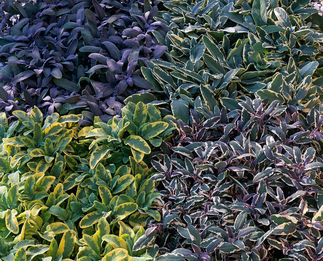 Salvia officinalis 'Tricolor' 'Icterina' 'Rotmühle' 'Purpurascens'