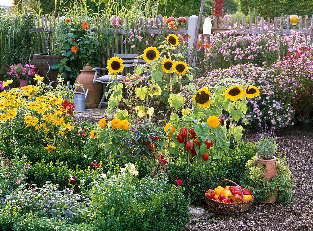 Bauerngarten mit Helianthus (Sonnenblumen), Rudbeckia (Sonnenhut)