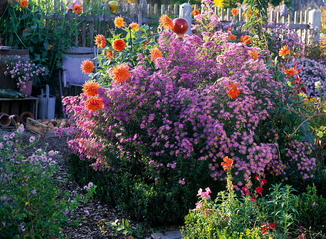 Aster novi-belgii 'Pink Pearl', Dahlia