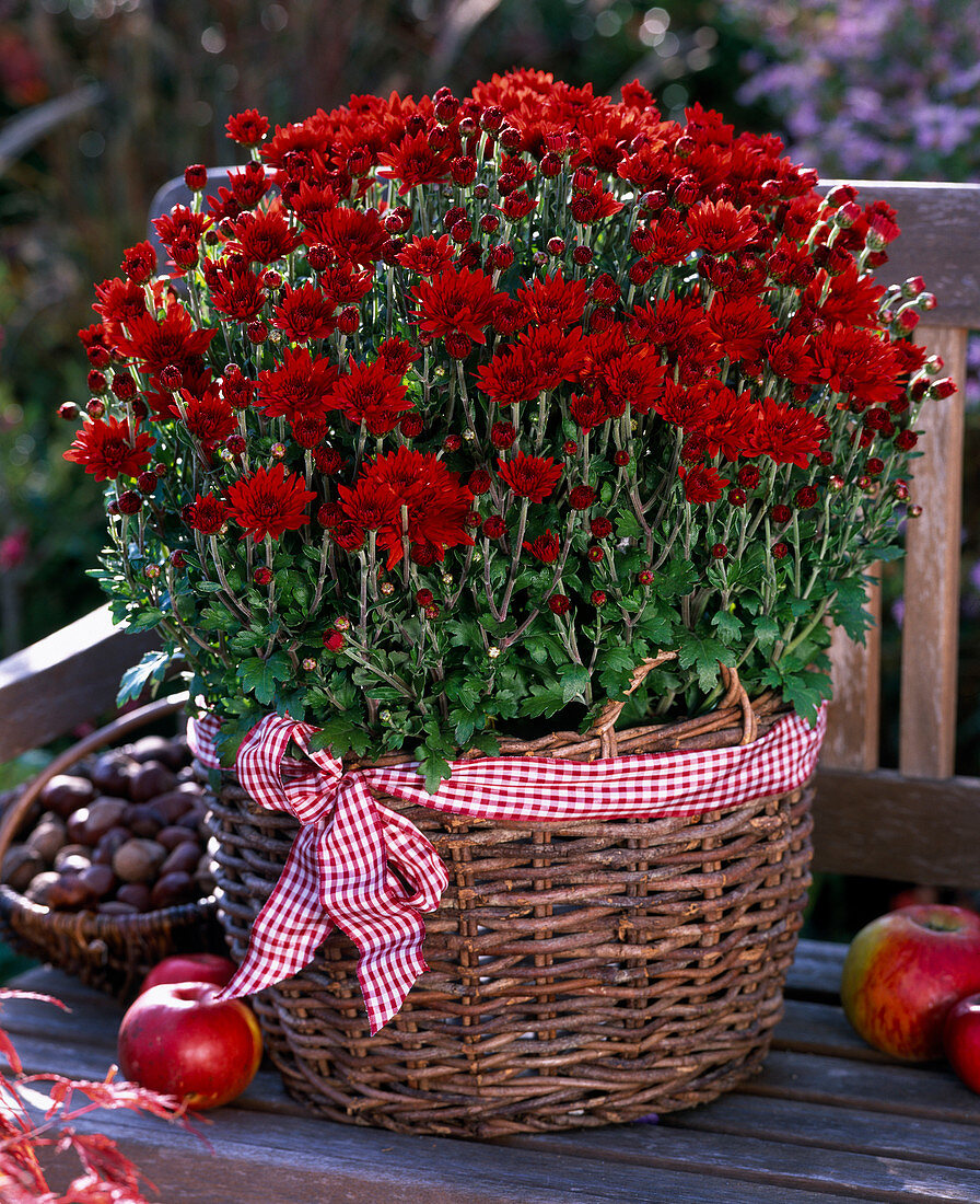 Chrysanthemum 'Pardo' (Herbstchrysantheme)