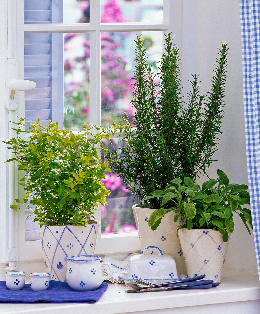 Herbs on the window, Origanum, Rosemary, Salvia