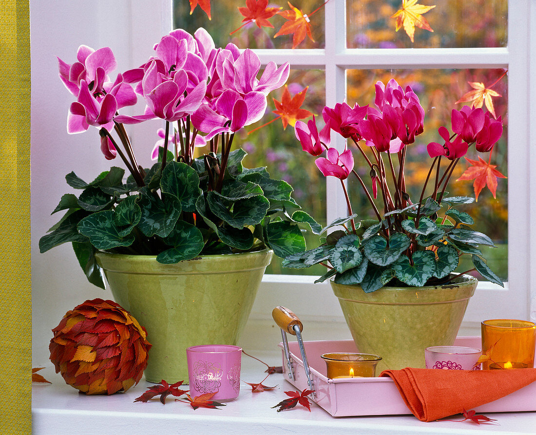 Cyclamen, ball with autumn leaves, lanterns, tray
