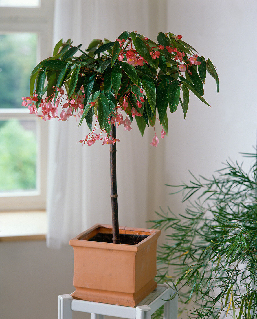 Begonia 'Tamaya' (shrub begonia) grown as a stem
