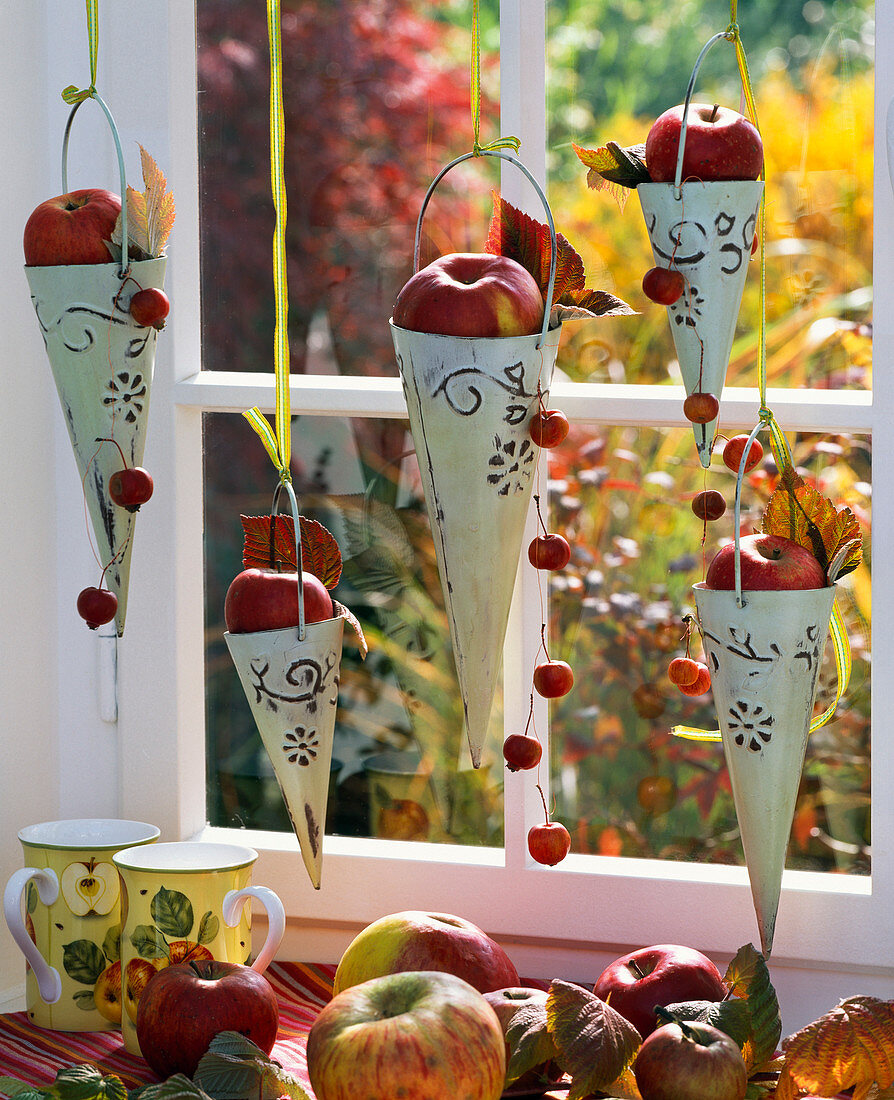 Malus in pointed vases hanging on the window, Rubus