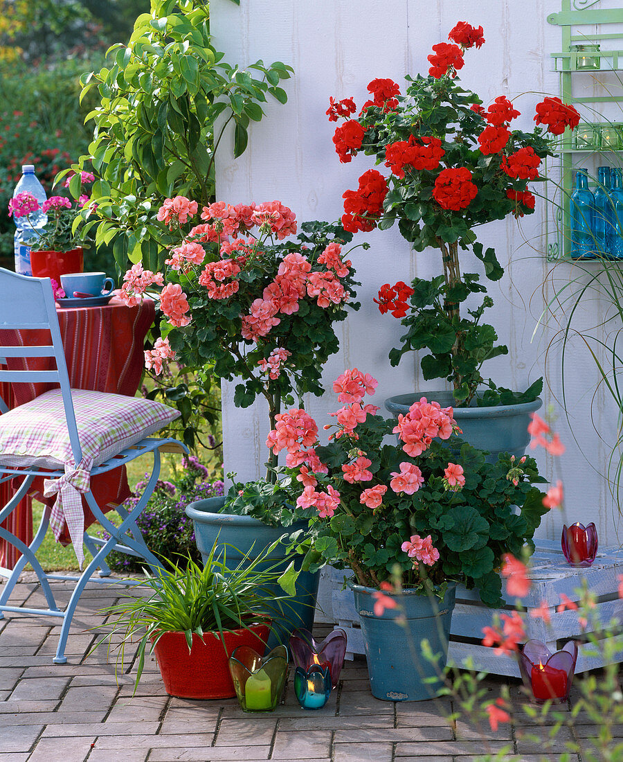 Pelagonium zonal (standing geranium), stems and bush