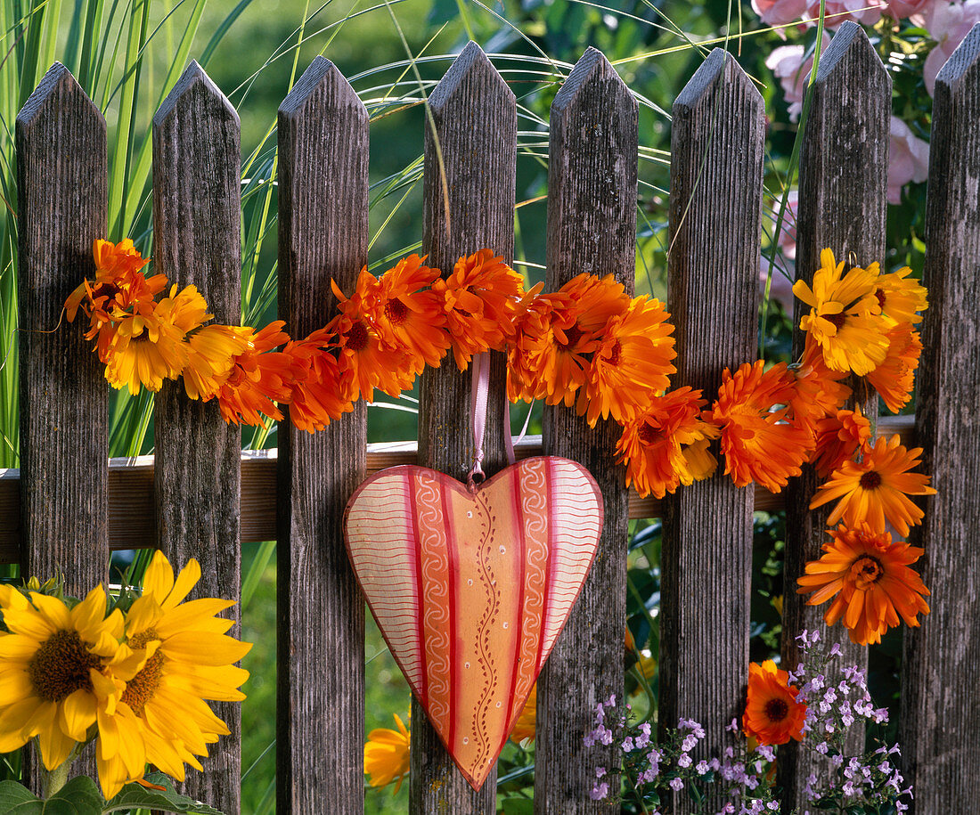Garland of calendula (marigold) on fence, heart