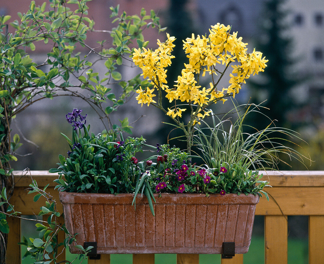 Forsythia intermedia (Goldglöckchen), Primula (Primeln)