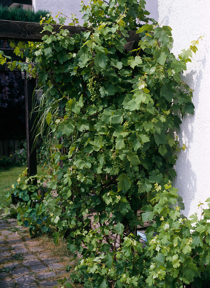 Vitis (Weintrauben) an Pergola am Haus