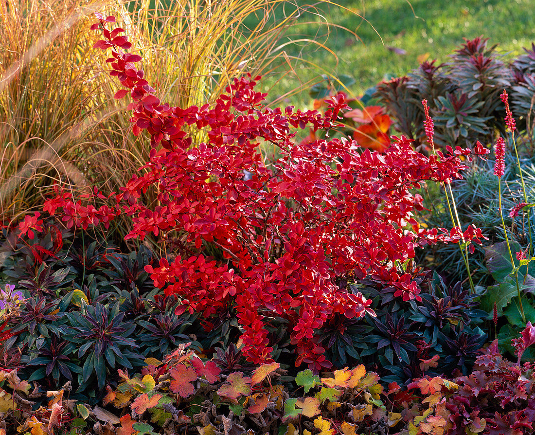 Berberis thunbergii 'Atropurpurea' (Berberitze)