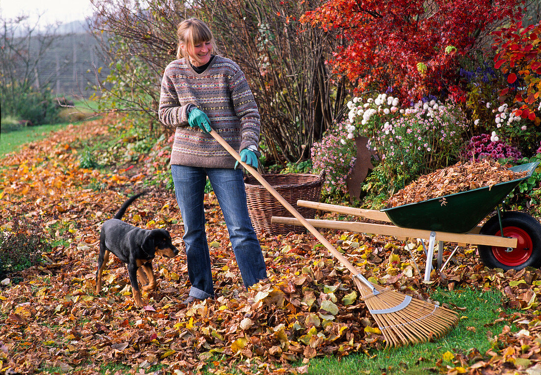 Young woman levels leaves with leaf rake